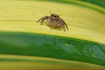 little spider eating fly
taken at close range