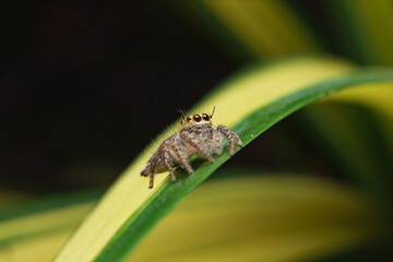 little spider eating fly
taken at close range
