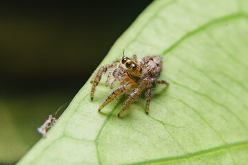 little spider eating fly
taken at close range