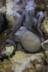 바다속에 있는 문어