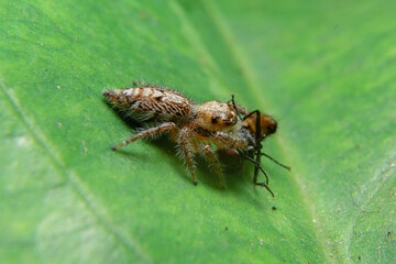 little spider eating fly
taken at close range