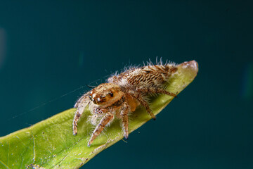 little spider eating fly
taken at close range