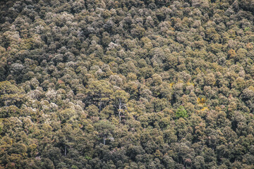 Arboles en la montaña verde