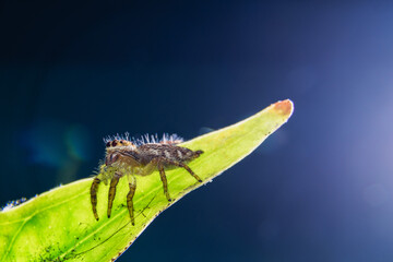 little spider eating fly
taken at close range