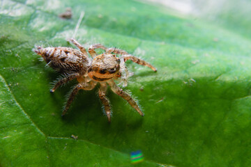 little spider eating fly
taken at close range