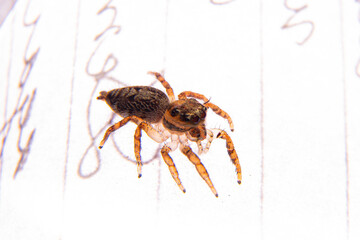 little spider eating fly
taken at close range