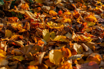 Falling autumn leafs red and orange. Autumn background