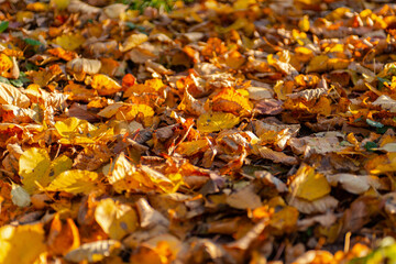 Falling autumn leafs red and orange. Autumn background