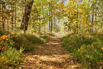 forest road, forest path, road, path, forest, trees, autumn