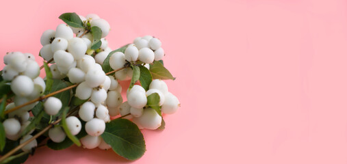 branch of white berries on a colored background