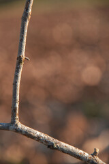 Tronco en detalle naturaleza macro 