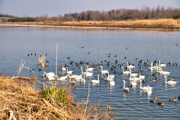 白鳥　大群　川　冬