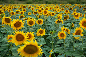 Fototapeta na wymiar Field of sunflower in the evening