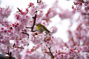 桜とメジロ　目白