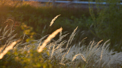 Steppe grass at sunset against a green background