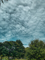Obraz na płótnie Canvas clouds over the forest
