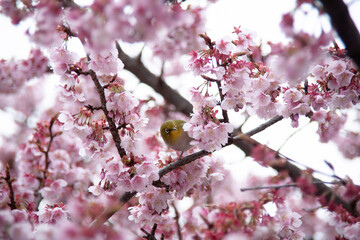 桜とメジロ　目白