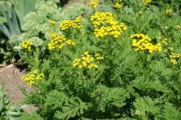 Obraz premium Bright yellow flowers of common tansy in June