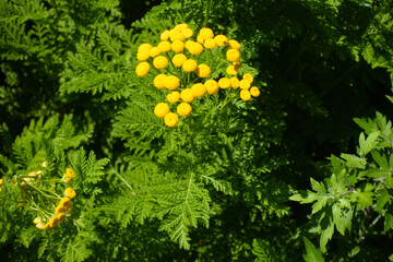 Cluster of yellow flowers of common tansy in June