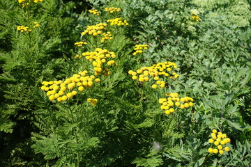 Vibrant yellow flowers of common tansy in July