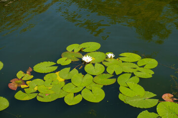 Lush green leaves and two white flowers of Nymphaea alba in August