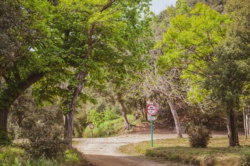 Bosque con arboles verde y marrón cielo