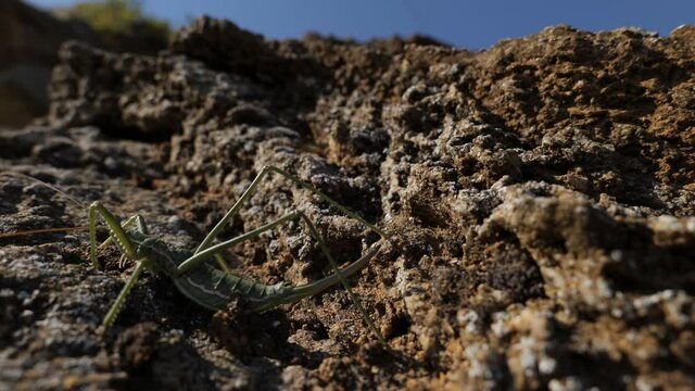 Saga pedo.The largest grasshopper in Europe. Predator. Body length about 80 mm. Lives in Europe in the steppe zone. Red Book of Europe. South of Ukraine.