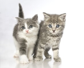 two kittens on a white background