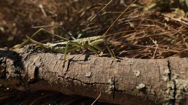 Saga pedo.The largest grasshopper in Europe. Predator. Body length about 80 mm. Lives in Europe in the steppe zone. Red Book of Europe. South of Ukraine.