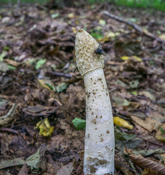Phallus Impudicus. Veselka mushroom is covered with mucus with an unpleasant odor and flies.