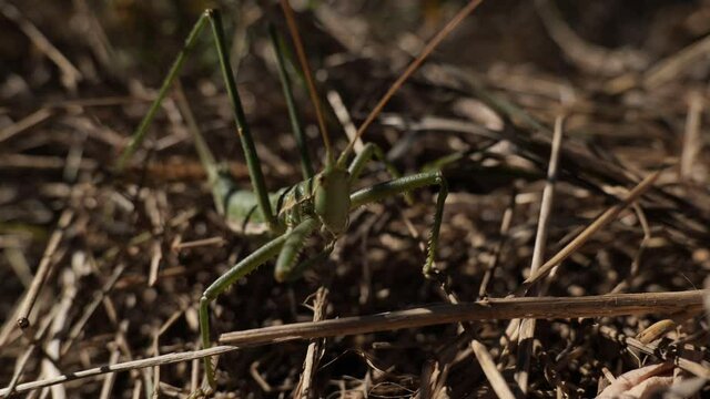 Saga pedo.The largest grasshopper in Europe. Predator. Body length about 80 mm. Lives in Europe in the steppe zone. Red Book of Europe. South of Ukraine.