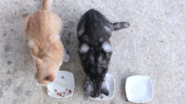 Domestic cats eat their food. Top view of cats eating food