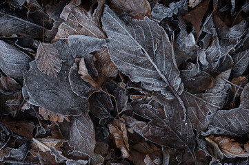 autumn leaves on the ground with a covering of frost