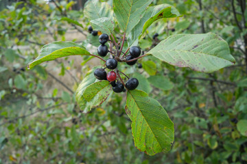 Berries alder buckthorn - Frangula alnus on a branch among the leaves. - obrazy, fototapety, plakaty