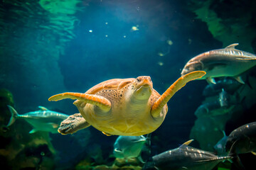 The sea turtle swims in the sea or the ocean, the concept of protection against the extinction of sea turtles, underwater life, pollution of the environment. Diving and freediving at sea resorts