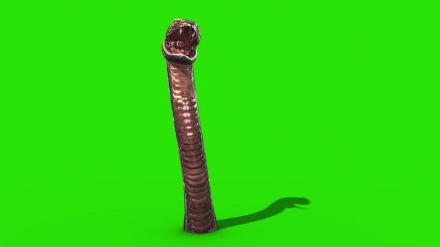 Dragon Snake Green Screen Idle 3D Loop Rendering Animation