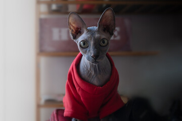 sphynx cat in red coat , looks at the camera. Front view