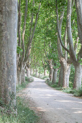 Árbol troncos con hojas verde marrón tronco naturaleza