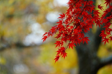 紅葉