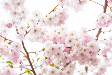 Obraz premium cherry blossom