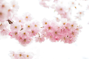 cherry blossom