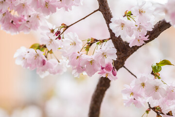 Obraz premium cherry blossom