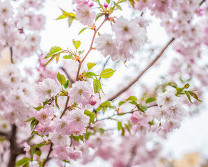 Fototapeta premium cherry blossom