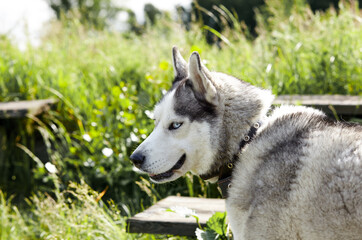 Portrait of siberian husky with blue eyes at forest. Husky dog on nature walk