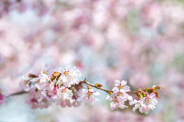 Obraz premium cherry blossom