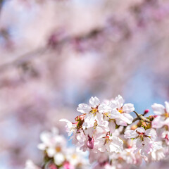 cherry blossom
