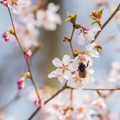 a bee flowering cherry blossom