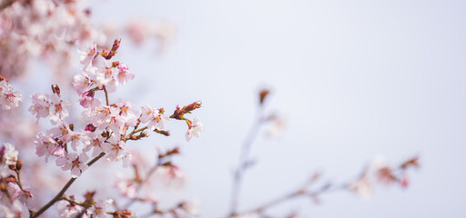 cherry blossom
