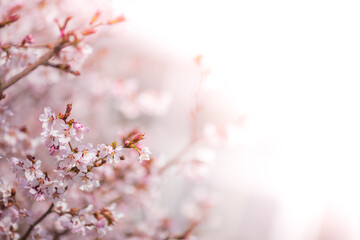 cherry blossom