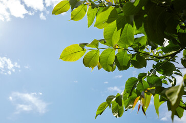 Abstract image of walnut leaves in rays of sunlight. Selective focus, blurred background